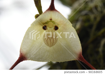The flower of Monkey Ockido (Orchidaceae, genus Dracula) that looks like a young monkey's face is interesting. 98168605
