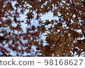 Autumnal leaves forest 98168627