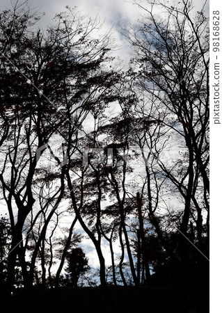 Autumnal leaves forest Autumnal leaves forest 98168628