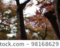 Autumnal leaves forest 98168629