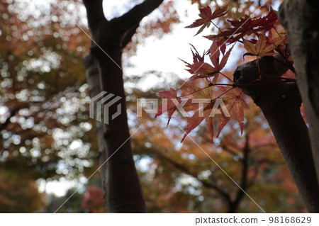Autumnal leaves forest Autumnal leaves forest 98168629