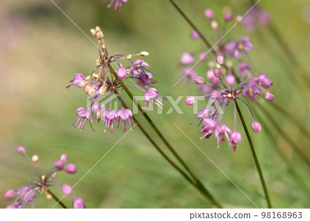 Rakkyo flower 98168963