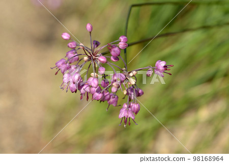 Rakkyo flower 98168964