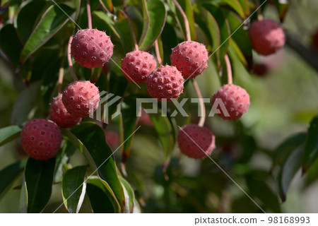 moonlight fruit moonlight fruit 98168993