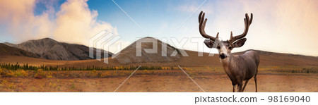 A male Deer in Canadian Nature during colorful Fall Season. Yukon, Canada. 98169040