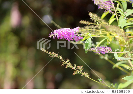 Buddha flower Buddha flower 98169109