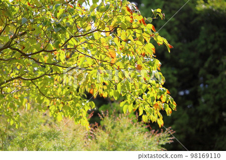 Colored dogwood leaves 98169110