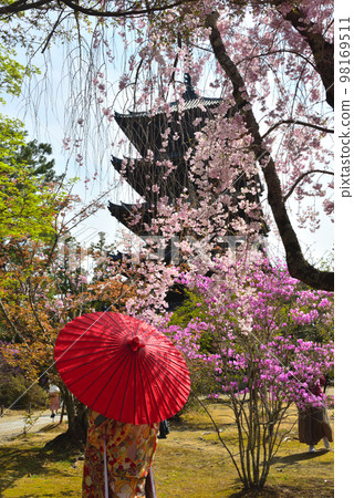 《Kyoto City》Azaleas and weeping cherry blossoms in full bloom at Ninna-ji Temple, a World Heritage Site 《Kyoto City》Azaleas and weeping cherry blossoms in full bloom at Ninna-ji Temple, a World Heritage Site 98169511