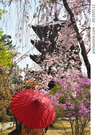 《Kyoto City》Azaleas and weeping cherry blossoms in full bloom at Ninna-ji Temple, a World Heritage Site 《Kyoto City》Azaleas and weeping cherry blossoms in full bloom at Ninna-ji Temple, a World Heritage Site 98169512