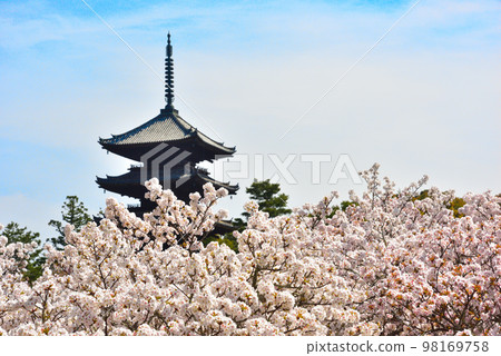 《京都市》世界遺產仁和寺大室櫻花盛開 《京都市》世界遺產仁和寺大室櫻花盛開 98169758