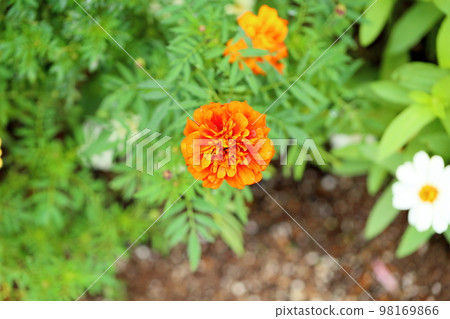 萬壽菊花 98169866