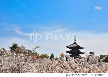 《Kyoto City》Omuro cherry blossoms in full bloom at Ninna-ji Temple, a World Heritage Site 98169893