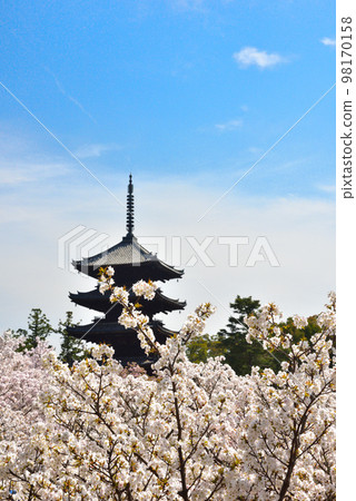 《Kyoto City》Omuro cherry blossoms in full bloom at Ninna-ji Temple, a World Heritage Site 《Kyoto City》Omuro cherry blossoms in full bloom at Ninna-ji Temple, a World Heritage Site 98170158