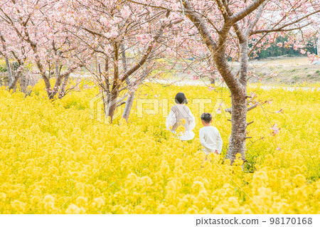 Back view of siblings in a field of cherry blossoms and rape blossoms in full bloom 98170168