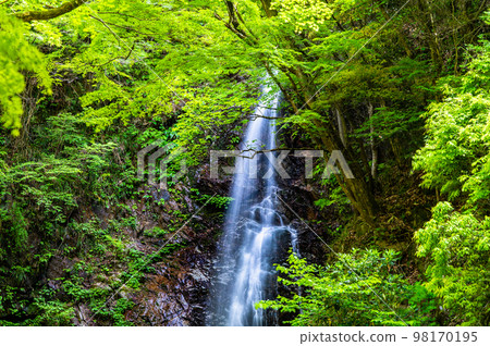 Hossawa Falls in the fresh green of Tokyo 98170195
