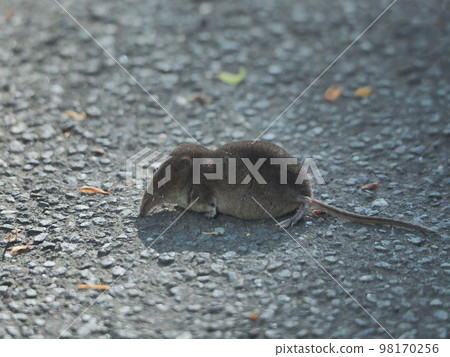 A mouse with a distinctive nose 98170256