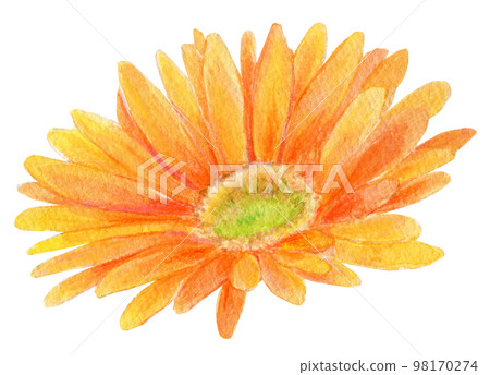 橙色非洲菊水彩插圖 98170274