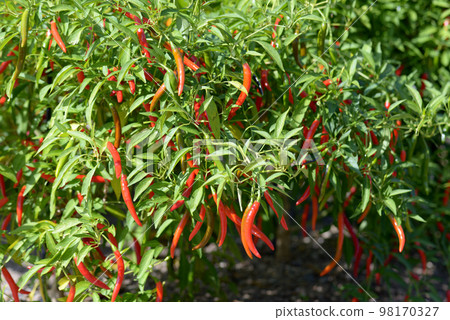 Capsicum 98170327