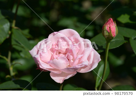 伊麗莎白女王玫瑰花 伊麗莎白女王玫瑰花 98170570