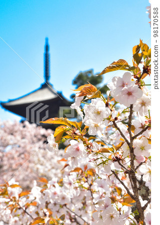 《Kyoto City》Omuro cherry blossoms in full bloom at Ninna-ji Temple, a World Heritage Site 《Kyoto City》Omuro cherry blossoms in full bloom at Ninna-ji Temple, a World Heritage Site 98170588