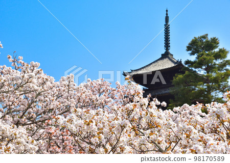 《Kyoto City》Omuro cherry blossoms in full bloom at Ninna-ji Temple, a World Heritage Site 《Kyoto City》Omuro cherry blossoms in full bloom at Ninna-ji Temple, a World Heritage Site 98170589