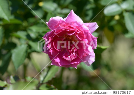 天方夜譚玫瑰花 天方夜譚玫瑰花 98170617