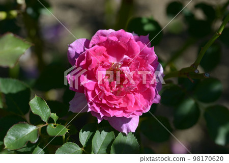 天方夜譚玫瑰花 天方夜譚玫瑰花 98170620