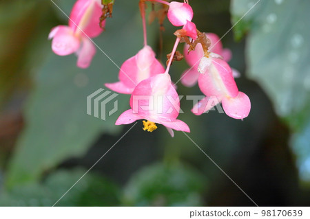 Flower of Okinawa Begonia 98170639