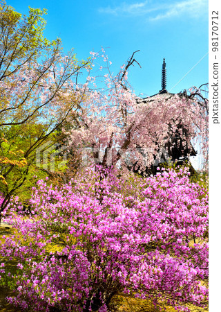 《Kyoto City》Azaleas and weeping cherry blossoms in full bloom at Ninna-ji Temple, a World Heritage Site 98170712