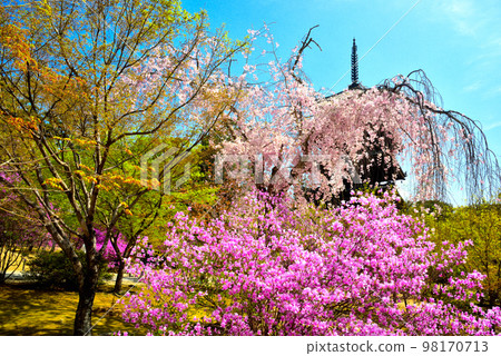 《Kyoto City》Azaleas and weeping cherry blossoms in full bloom at Ninna-ji Temple, a World Heritage Site 98170713