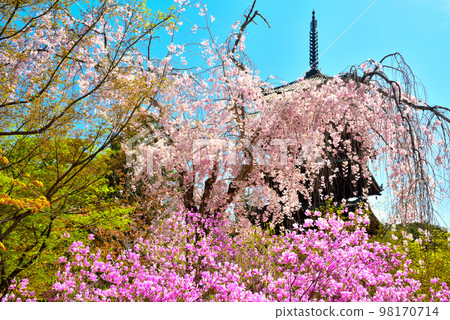 《Kyoto City》Azaleas and weeping cherry blossoms in full bloom at Ninna-ji Temple, a World Heritage Site 98170714