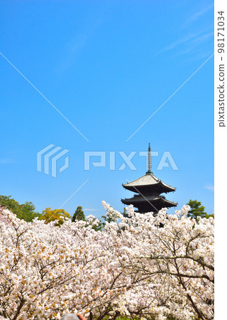 《Kyoto City》Omuro cherry blossoms in full bloom at Ninna-ji Temple, a World Heritage Site 《Kyoto City》Omuro cherry blossoms in full bloom at Ninna-ji Temple, a World Heritage Site 98171034