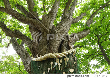 Giant tree and rope 98171067