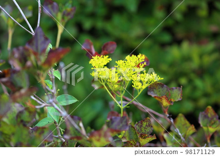 奧米娜的花 98171129