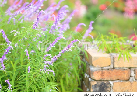 Salvia leucans-花 98171130