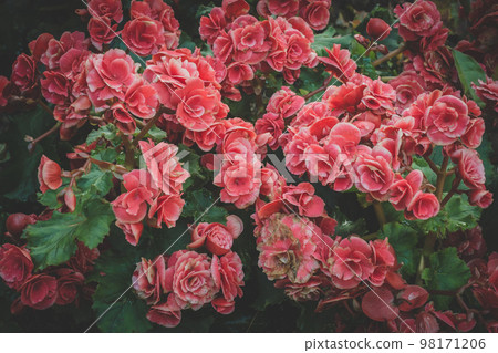 The group of Begonia flowers one of the famous houseplants for decoration garden. The group of Begonia flowers one of the famous houseplants for decoration garden. 98171206