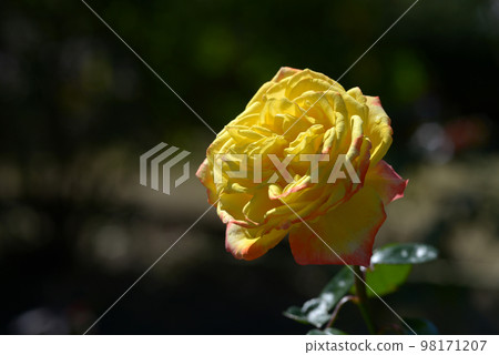 Spectra rose flower 98171207