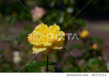 Spectra rose flower 98171211