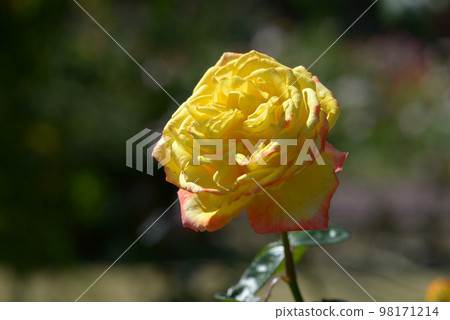 Spectra rose flower 98171214