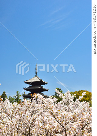 《京都市》世界遺產仁和寺大室櫻花盛開 《京都市》世界遺產仁和寺大室櫻花盛開 98171216