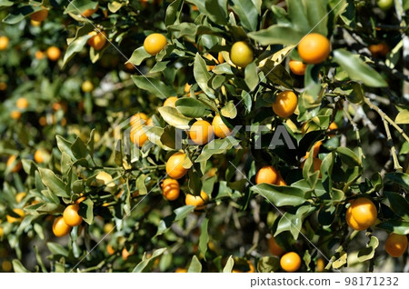 Kumquat Kumquat 98171232