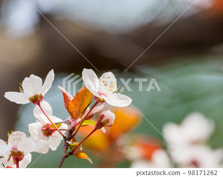 像櫻花一樣的紅色巴士桃 98171262