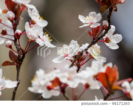 像櫻花一樣的紅色巴士桃 像櫻花一樣的紅色巴士桃 98171263