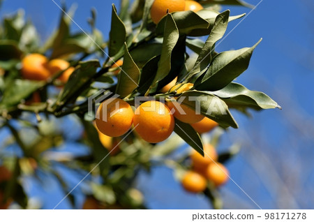 Kumquat Kumquat 98171278