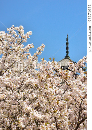 《京都市》世界遺產仁和寺大室櫻花盛開 《京都市》世界遺產仁和寺大室櫻花盛開 98171621