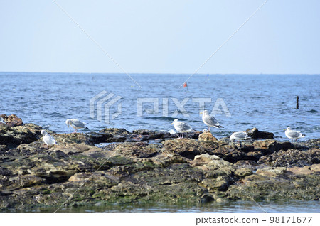 海和海鳥 海和海鳥 98171677