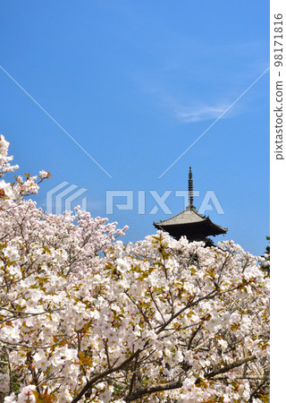《Kyoto City》Omuro cherry blossoms in full bloom at Ninna-ji Temple, a World Heritage Site 《Kyoto City》Omuro cherry blossoms in full bloom at Ninna-ji Temple, a World Heritage Site 98171816