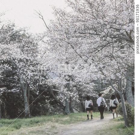 Youth and Sakura Youth and Sakura 98171936