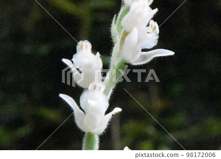 鵪鶉的白色花朵，看起來像一隻舉手的卡通青蛙，很有趣。 98172006