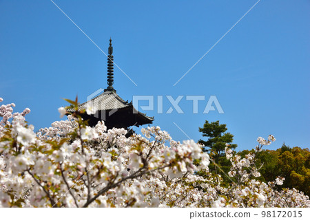 《Kyoto City》Omuro cherry blossoms in full bloom at Ninna-ji Temple, a World Heritage Site 98172015